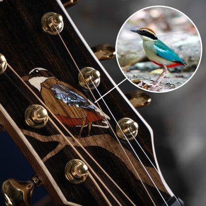 Đàn Guitar Acoustic Cort Little Forest Angel trên đầu đàn khảm hình chim Fairy Pitta