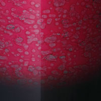 Trống Snare Tama WBSS55 14"x5.5" Starclassic Maple Walnut/Birch-Mai Nguyên Music